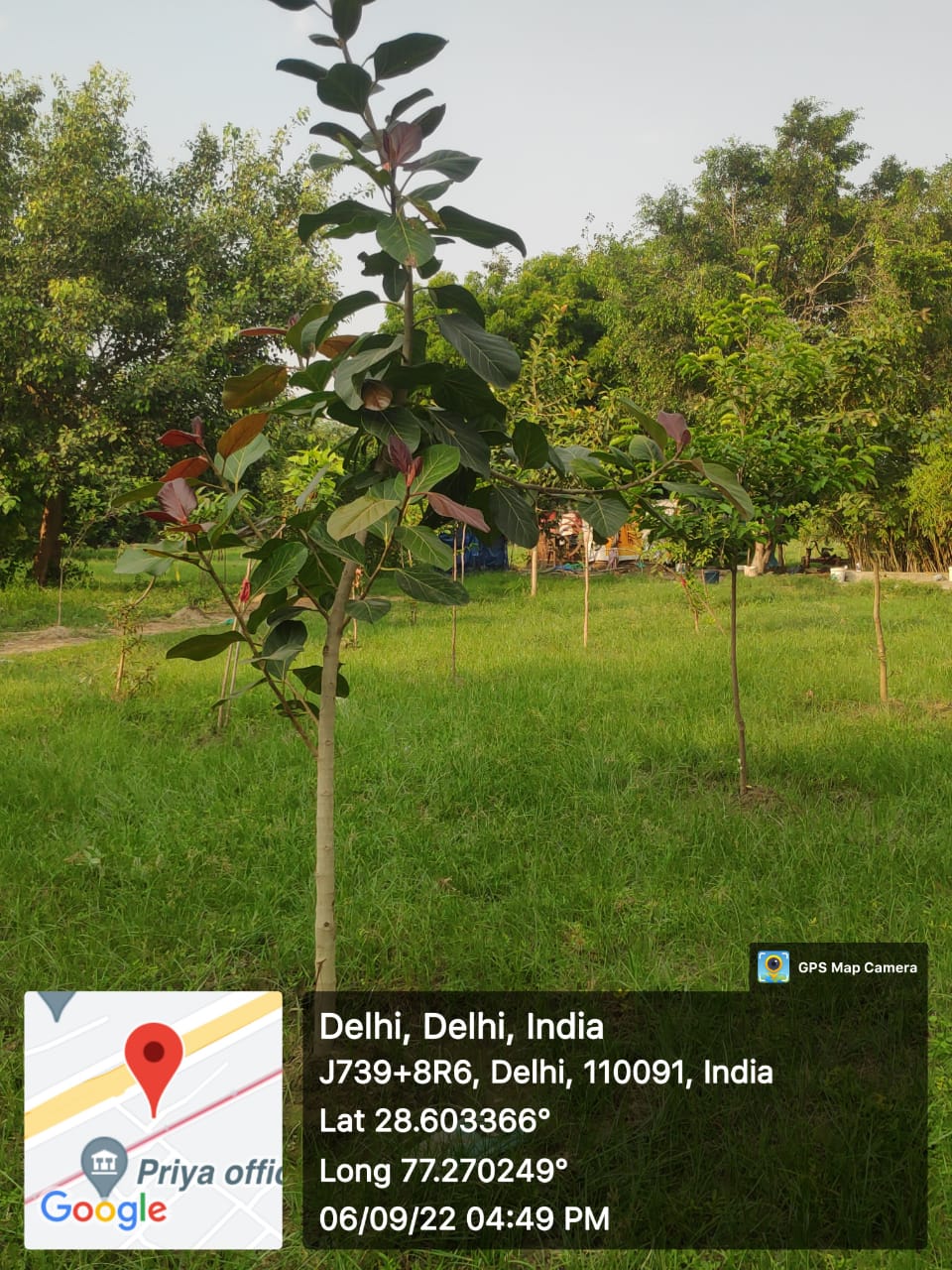 Compensatory Afforestation